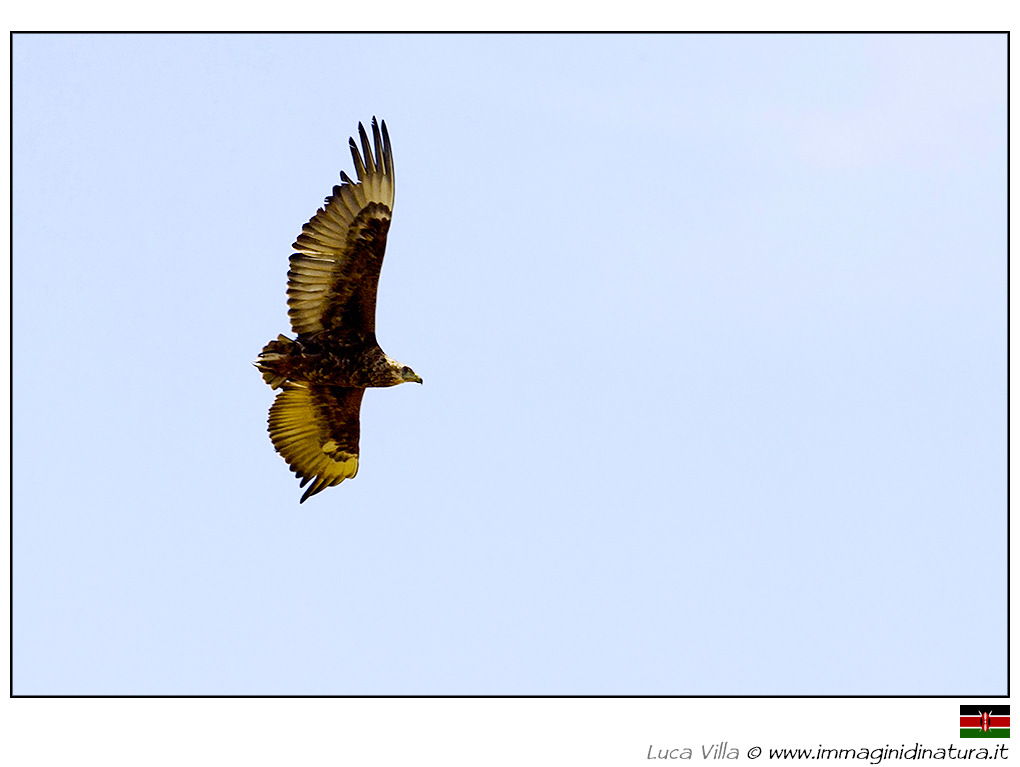 Falco giocoliere - Terathopius ecaudatus